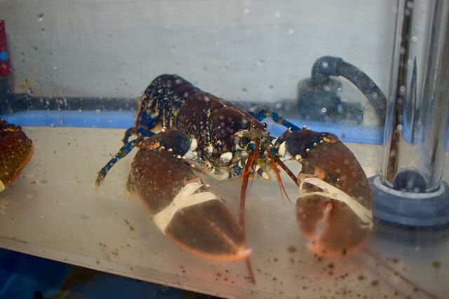 Bogavante azul