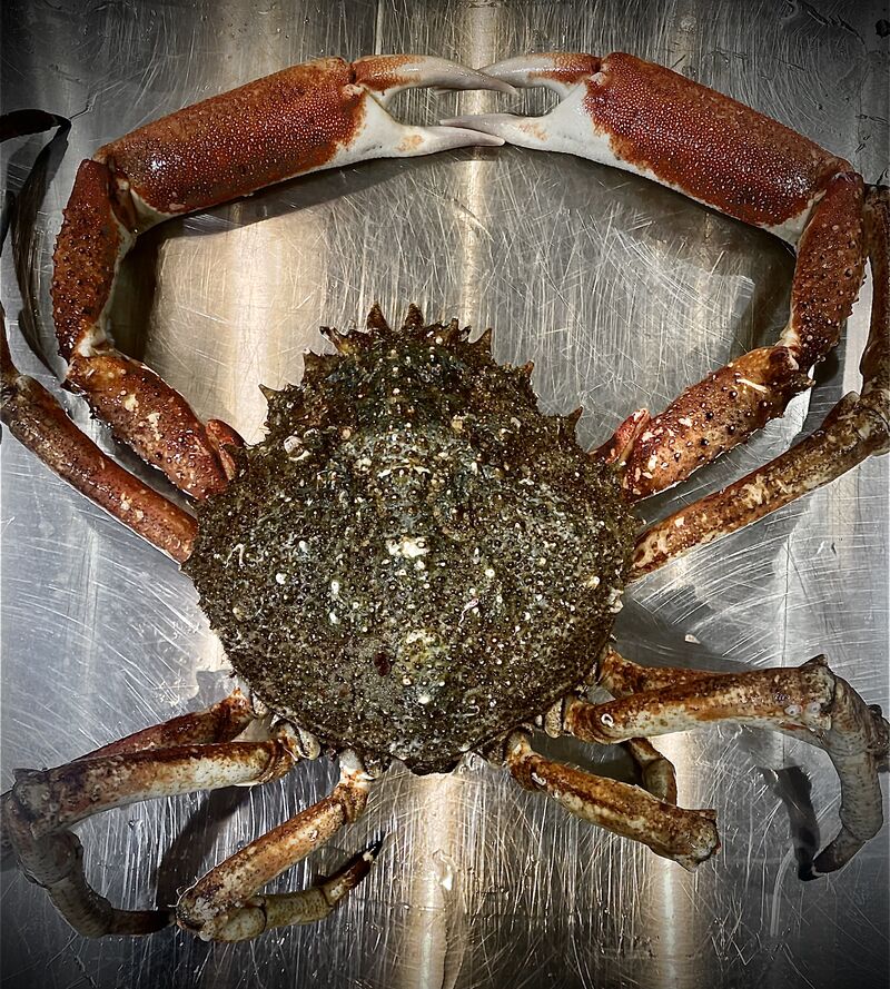 Araignée 3kg..😳😳😳