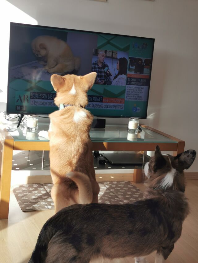 Así ven la tele Atila y Magno 