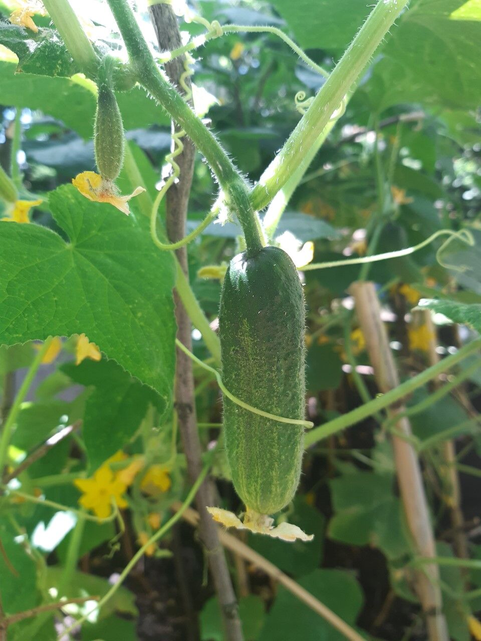 Pepinos de nuestra huerta.