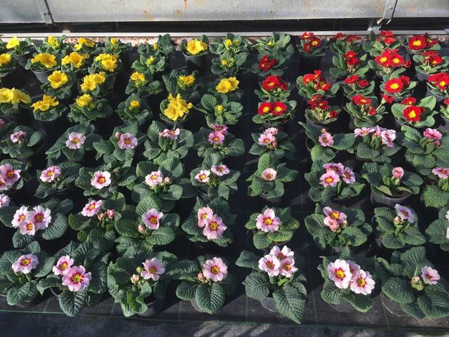 Jaglac
Znanstveni naziv: Primula Viša klasifikacija: Jaglačevke