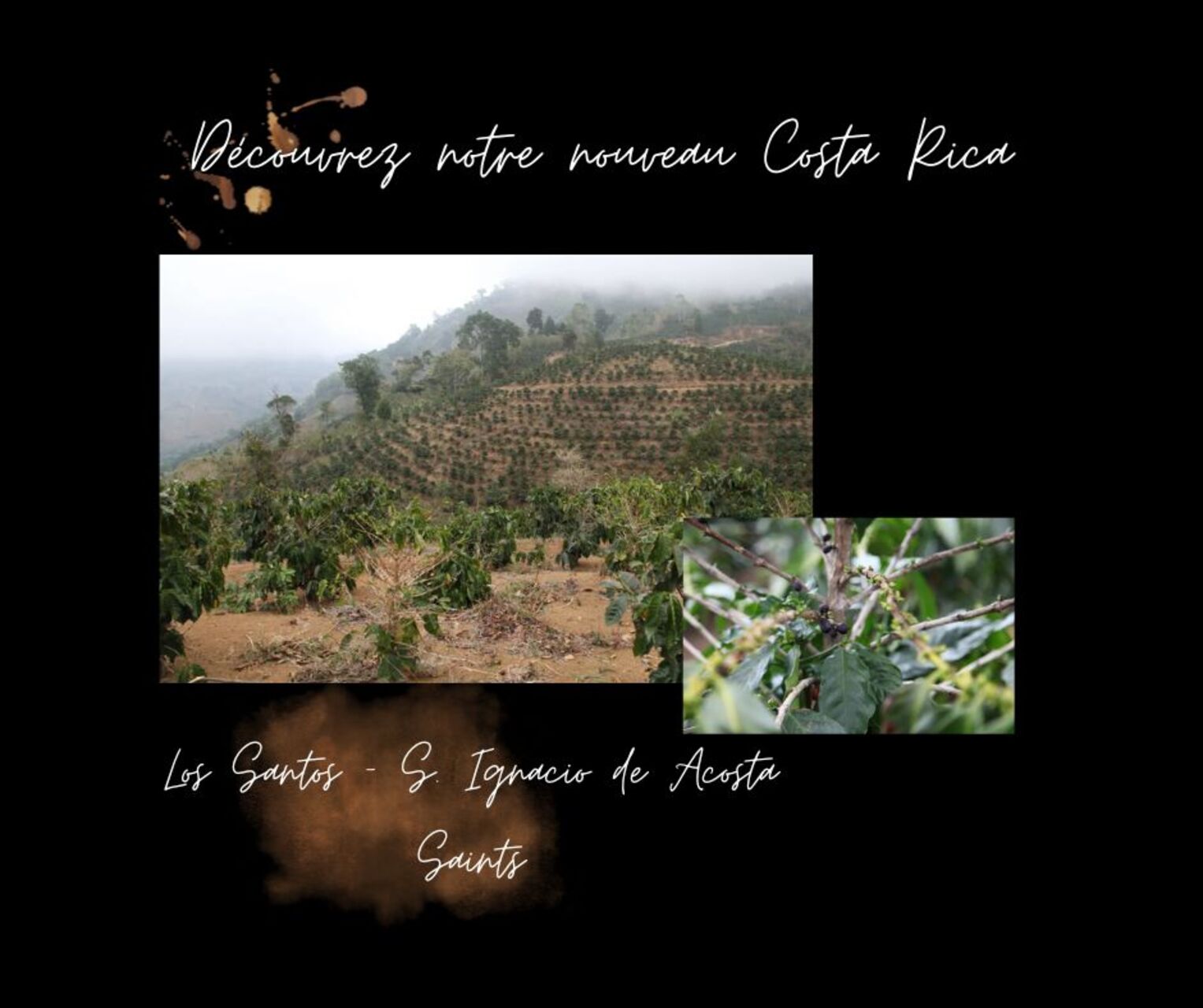 Nouveau Costa Rica chez AU KAWA TORERFACTION !!!!