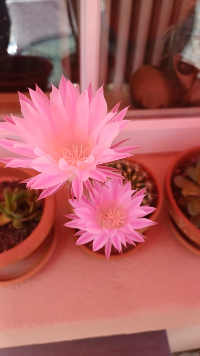 Unsere blühende Kakteen