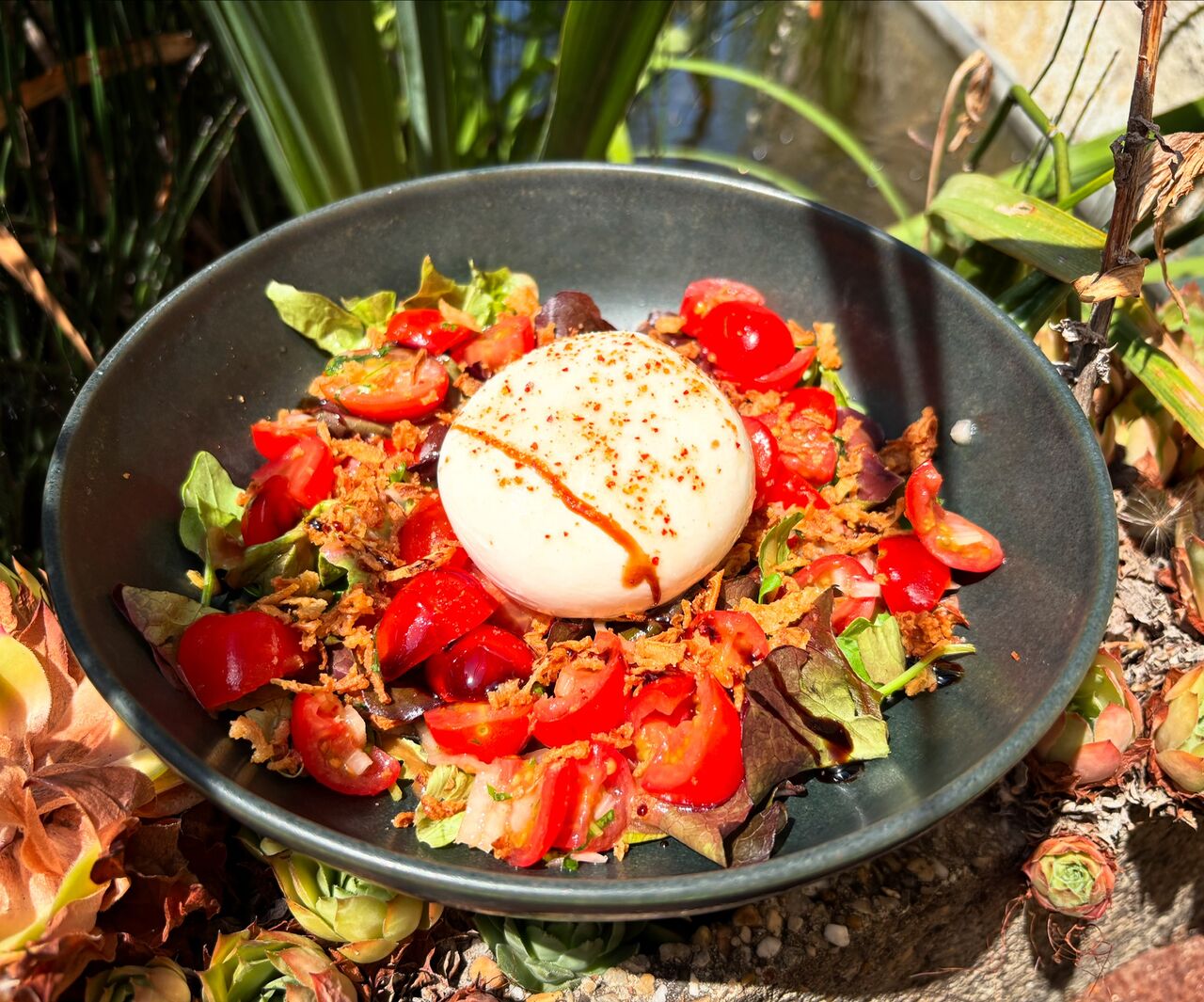 Burrata de tomates cerises