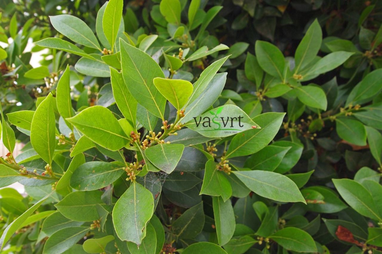 Lovor (lat. Laurus nobilis)