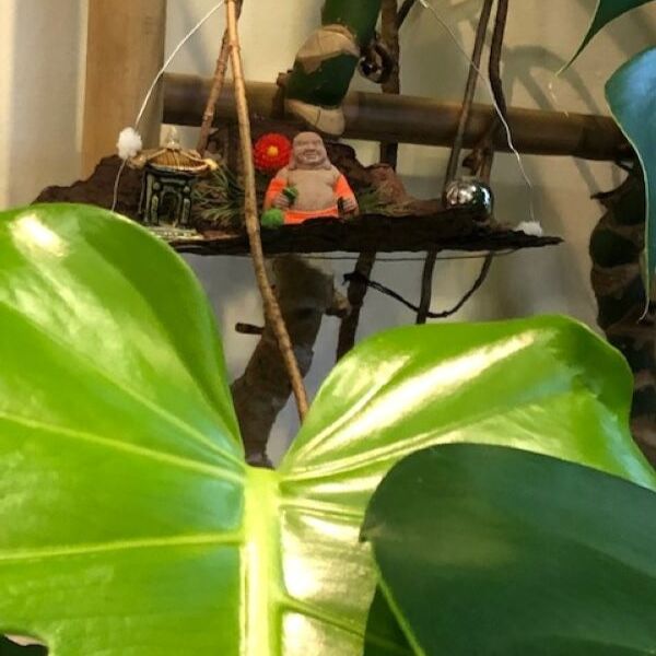 comme ce petit bouddha qui médite dans la jungle près de son temple...