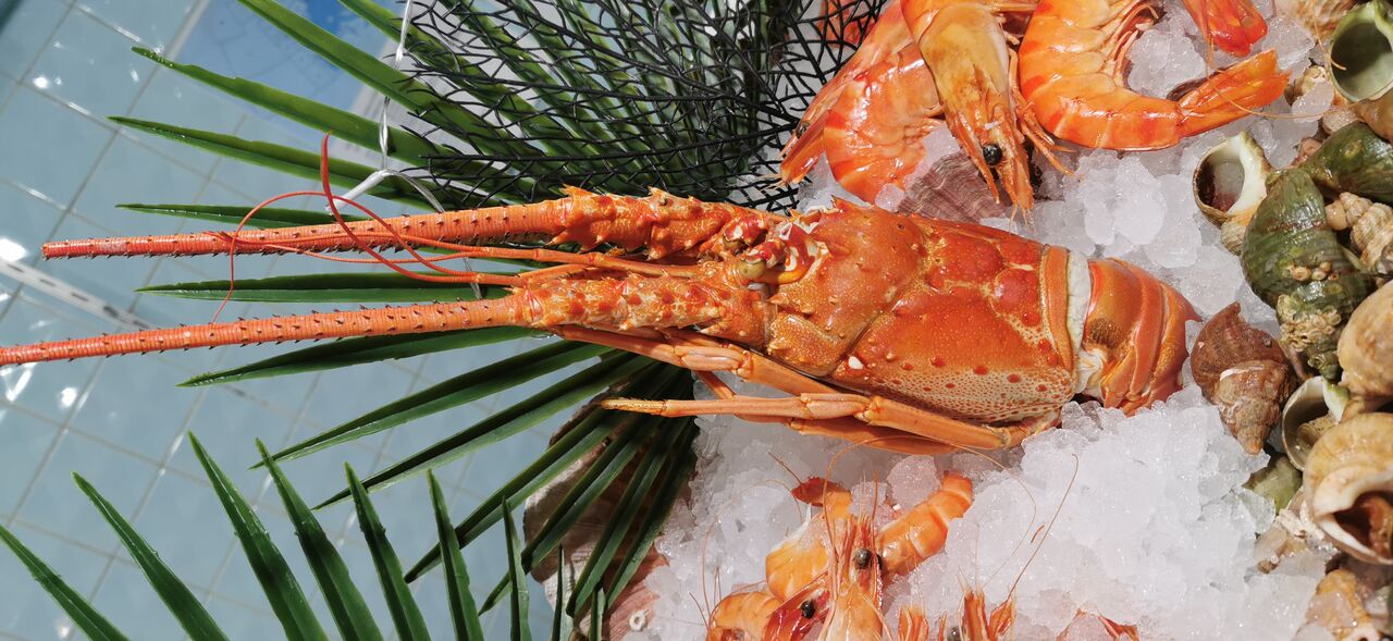 Langouste des Caraibes