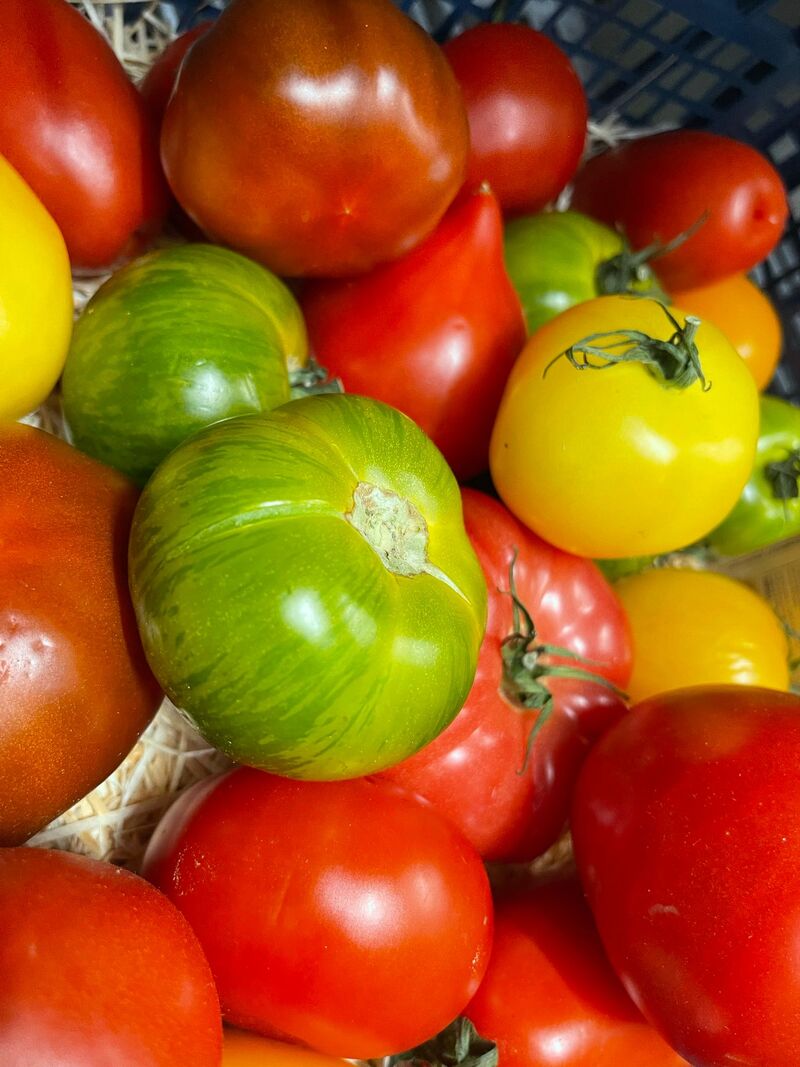 De belles tomates d'antan