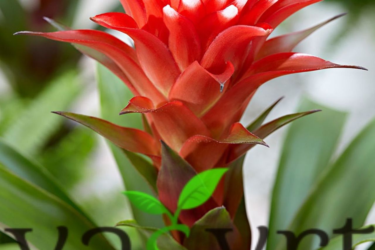 Guzmania