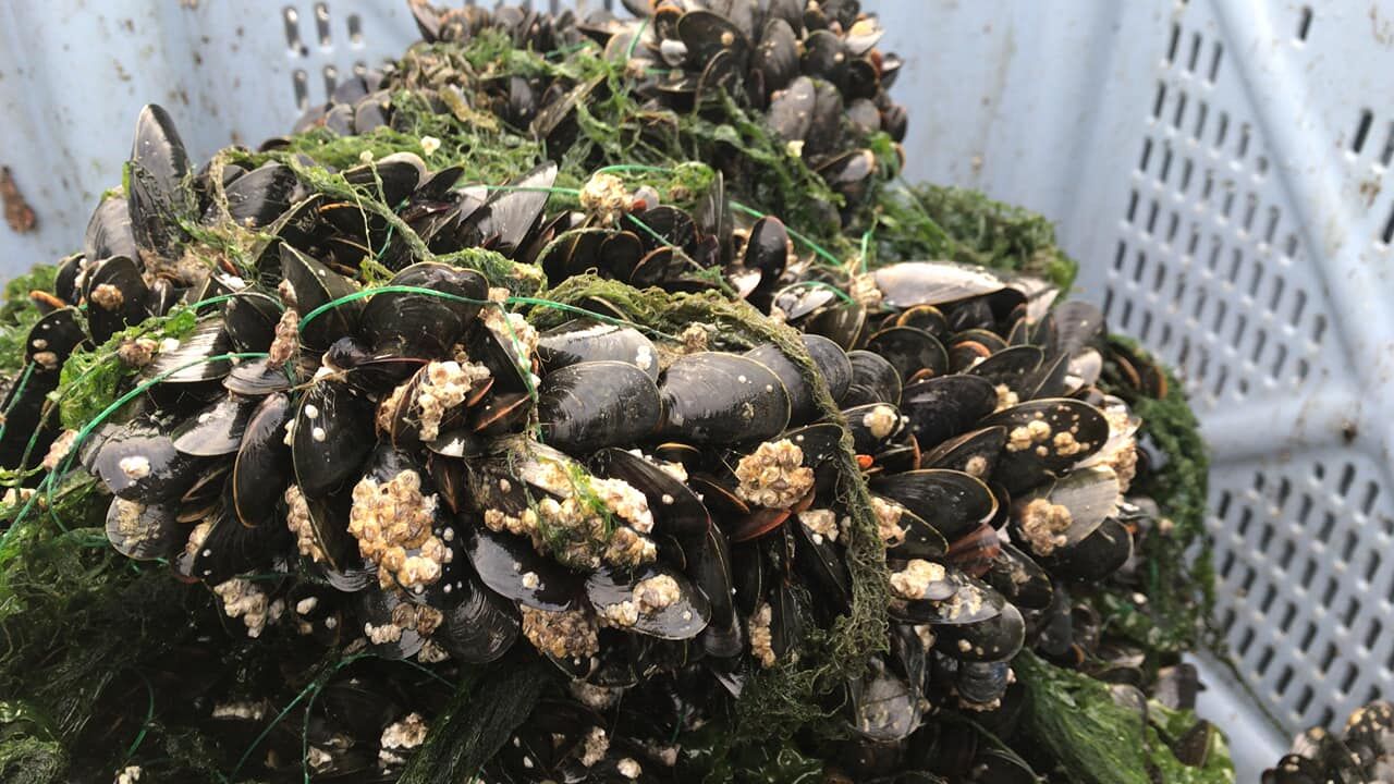 Les moules de Bouchot, en brut de pêche.