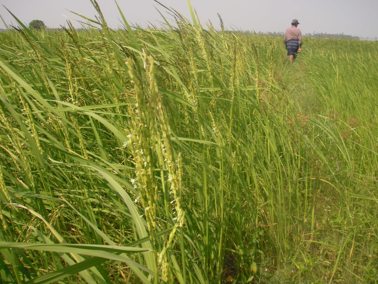 champs de riz rouge sril lanka