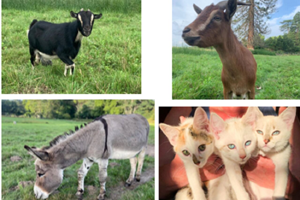 Les Petits Habitants du Logis