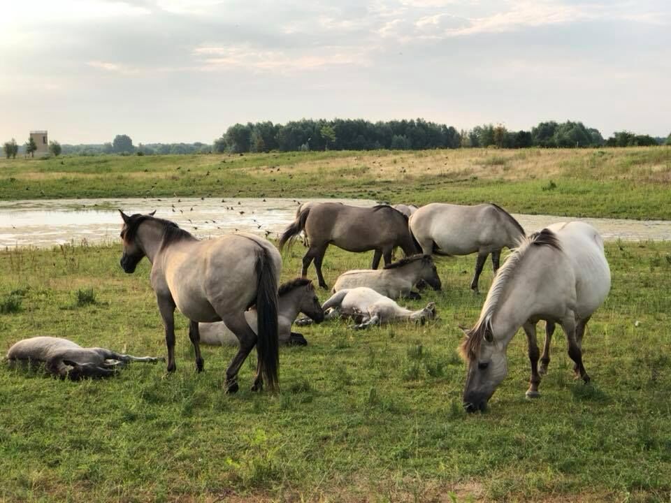 Mooi wandelgebied langs de Maas met wilde paarden :)