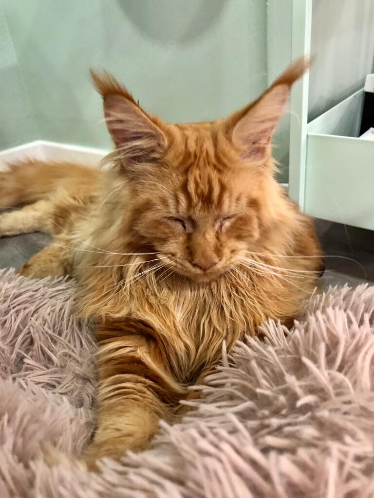 Slash, le magnifique Maine Coon du 