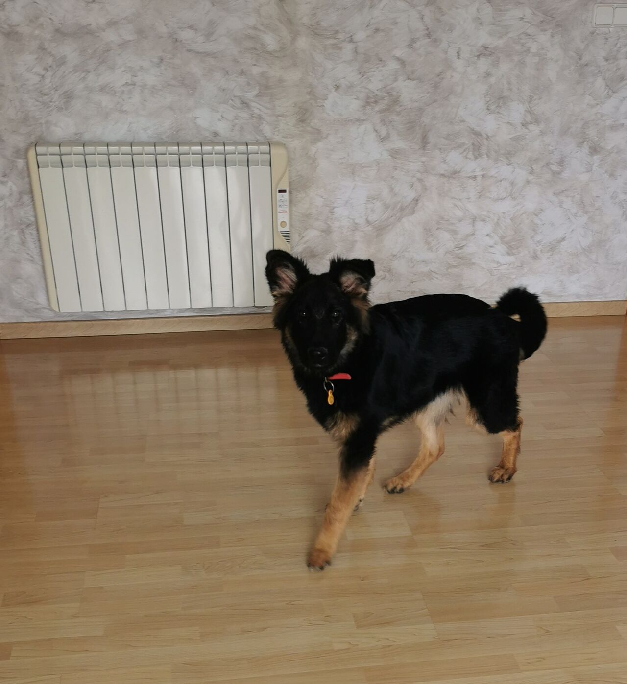 Sua es una encantadora Cachorra 🤗