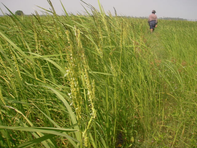 champs de riz rouge sril lanka