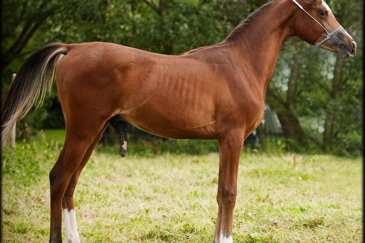 Notre élevage à Bailleul