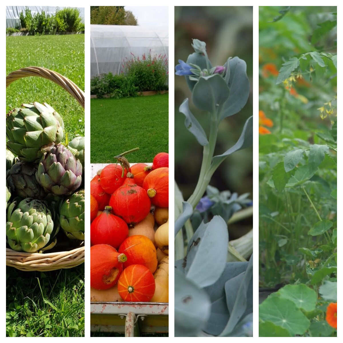 Récoltes de notre jardin
(2019)