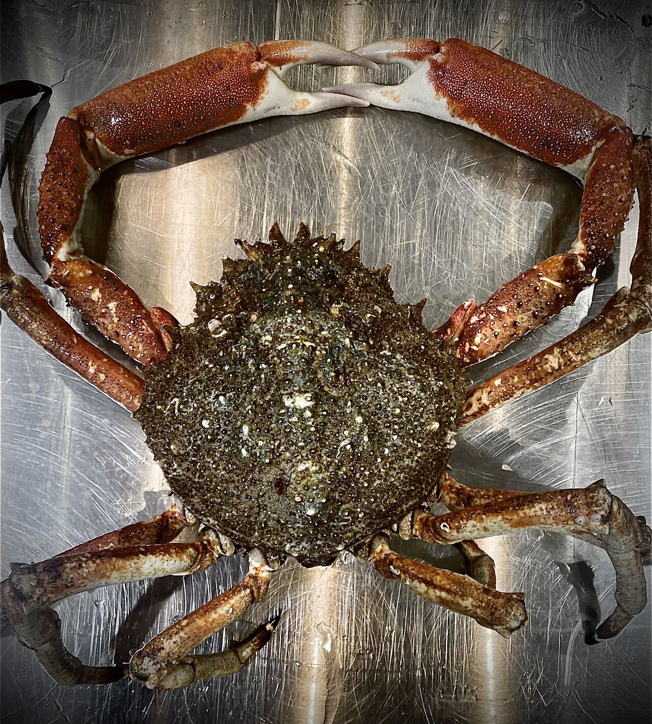 Araignée 3kg..😳😳😳