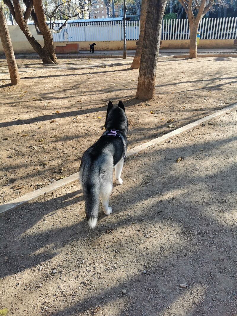 Alazka pasándolo bien en el parque ☺️