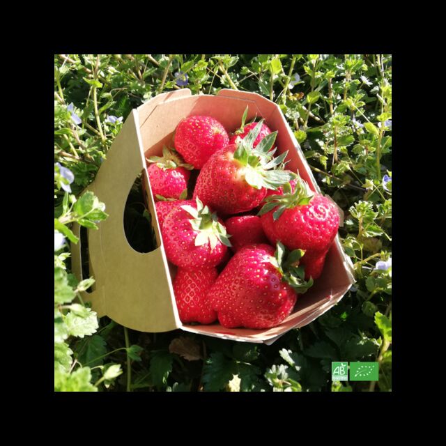 Fraises rondes d'Alsace en barquette - 500gr - 2,81€
