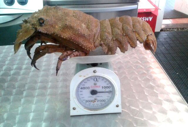 CASTAÑOLA CIGALA REAL