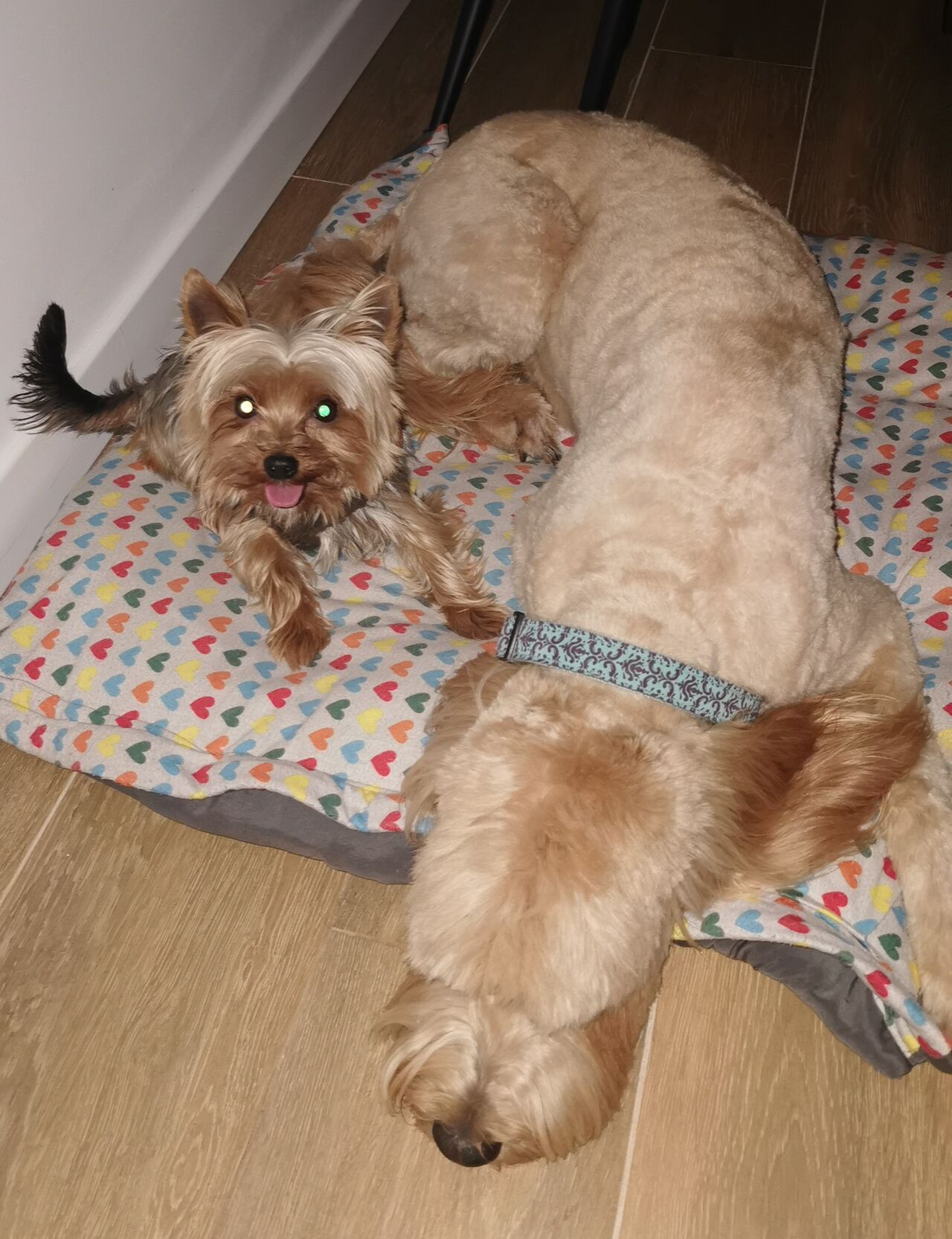 💙León y Sabie 💛