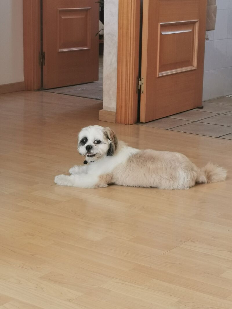 Yo me llamo Bruno 🤗