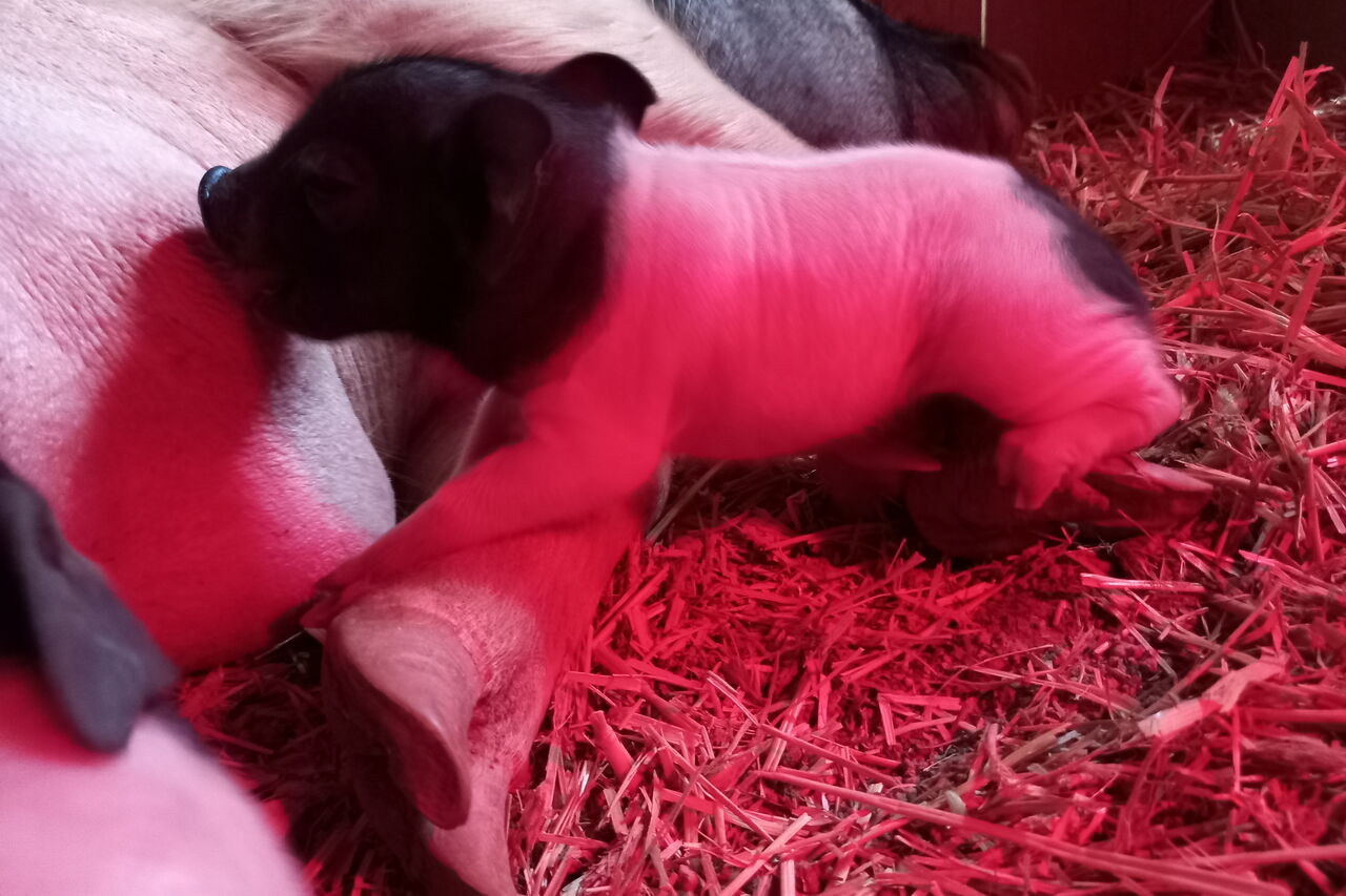 Un peu d'histoire pour commencer...