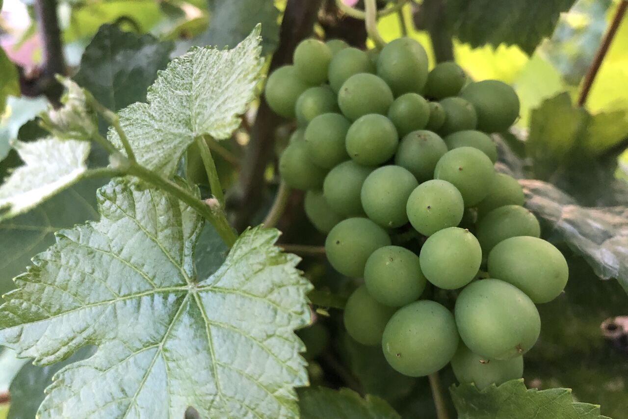 Nos vendanges 2020