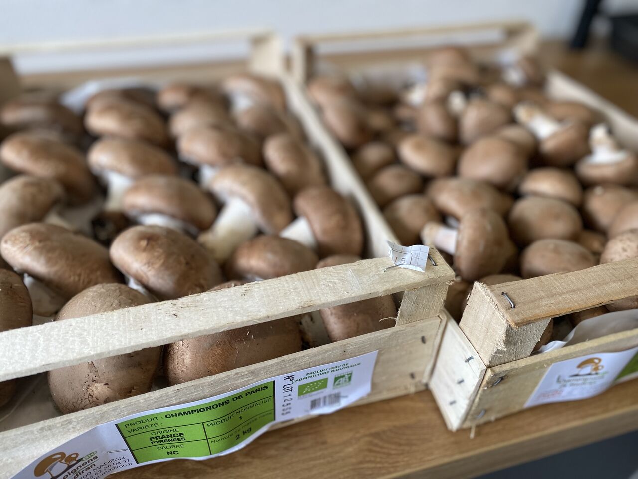 champignon de madiran