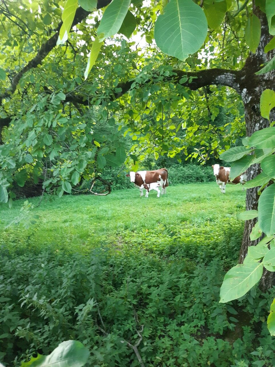 Les prairies représentent 95% de la surface agricole.