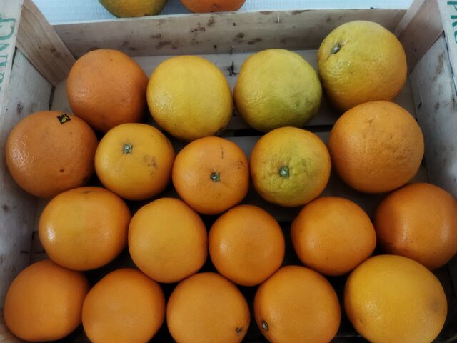 Oranges a jus ou a dessert 2.50€ kg