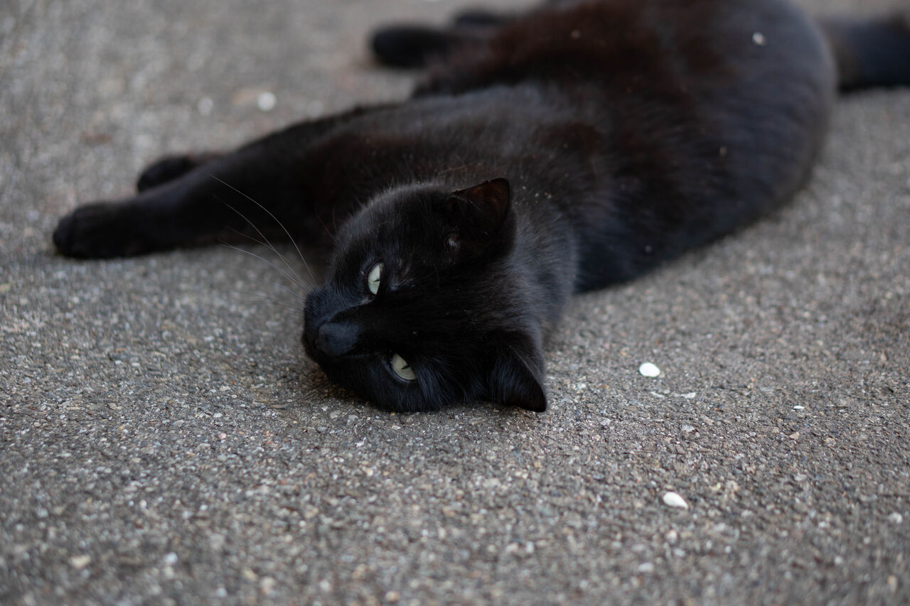 Unser Kater Balu