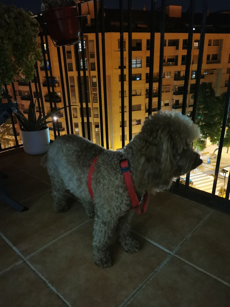 Roscón disfruta de la terraza 🐾