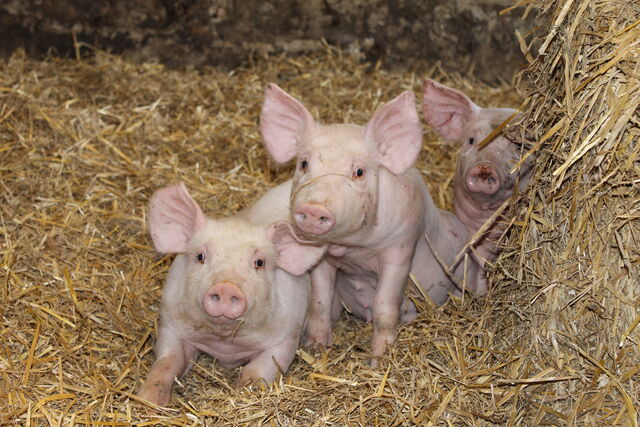 cochons