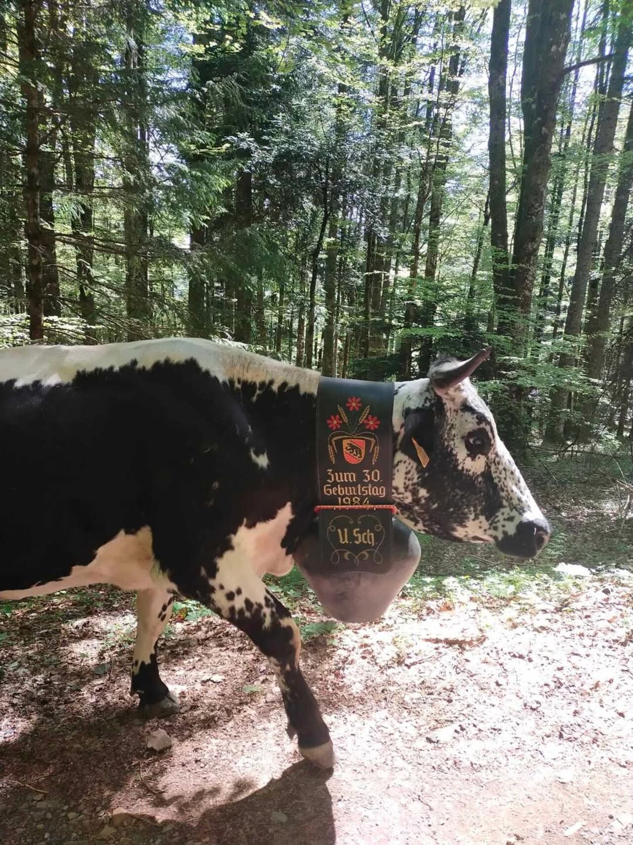 Transhumance le 11 mai 2025