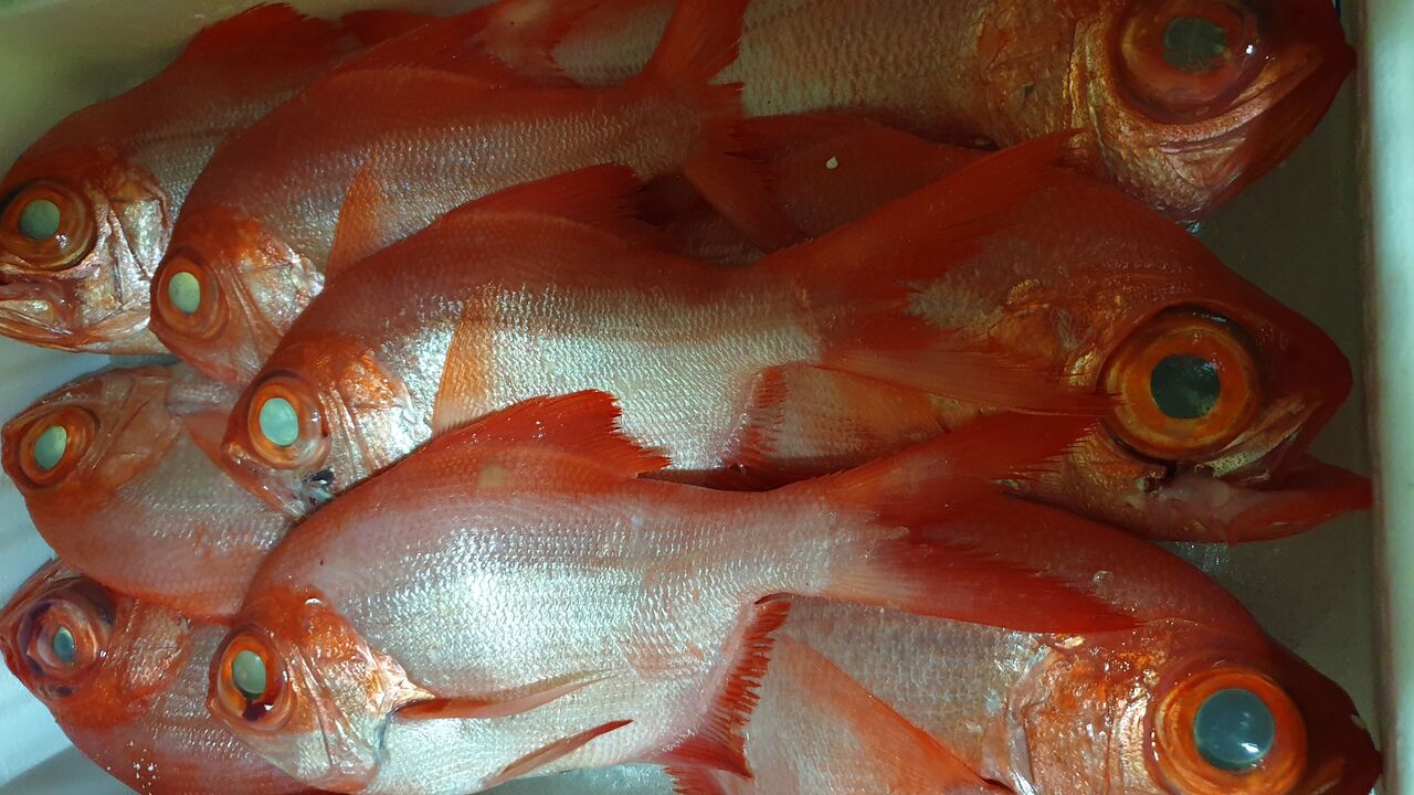 Reyes del Cantábrico 