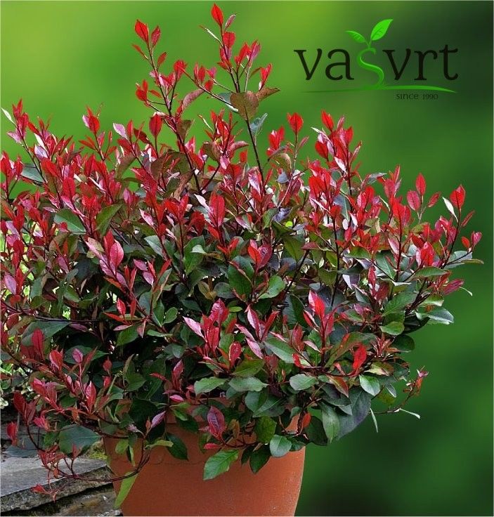 Photinia x fraseri ‘Red Robin’ – Fotinija