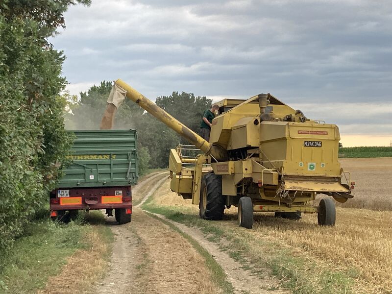 Dreschen mit dem Oldtimer