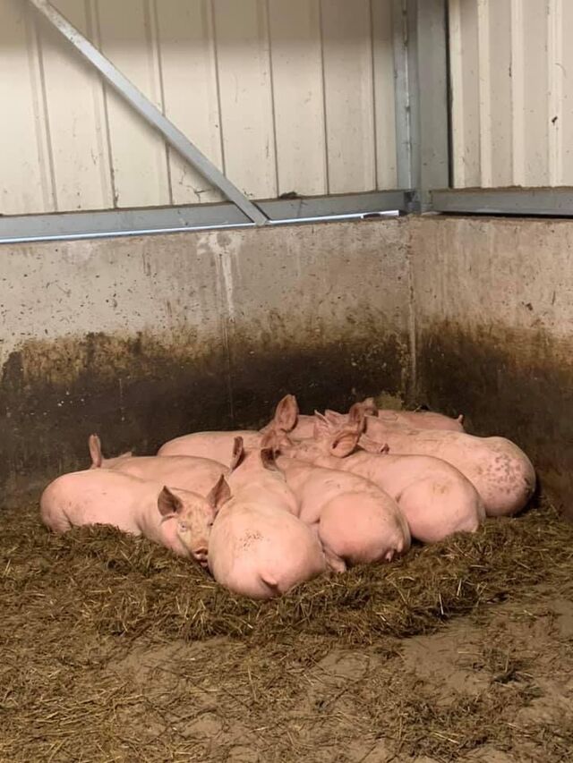 Notre ferme au Val d'Ajol 