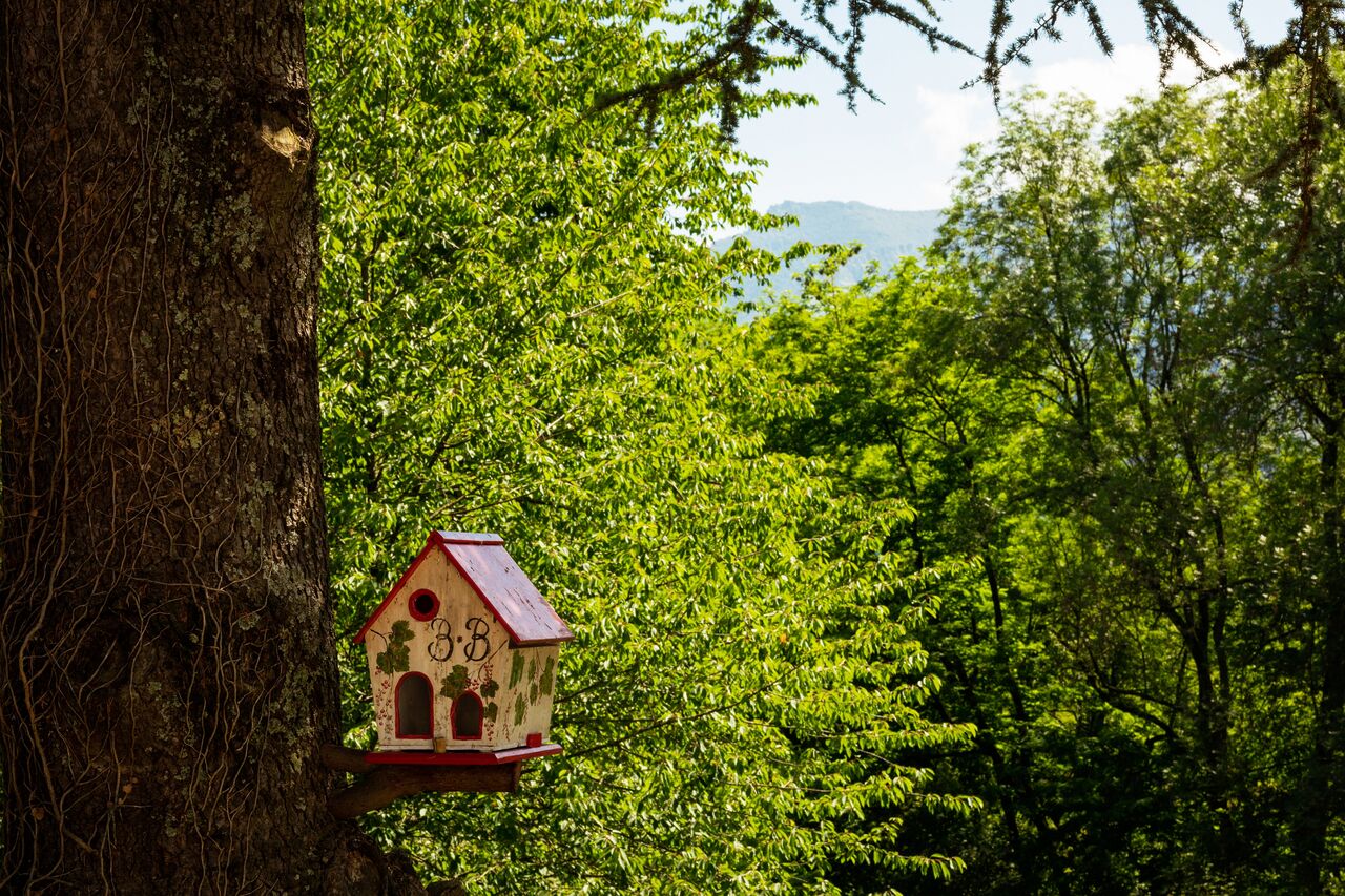 Le BNB des oiseaux
