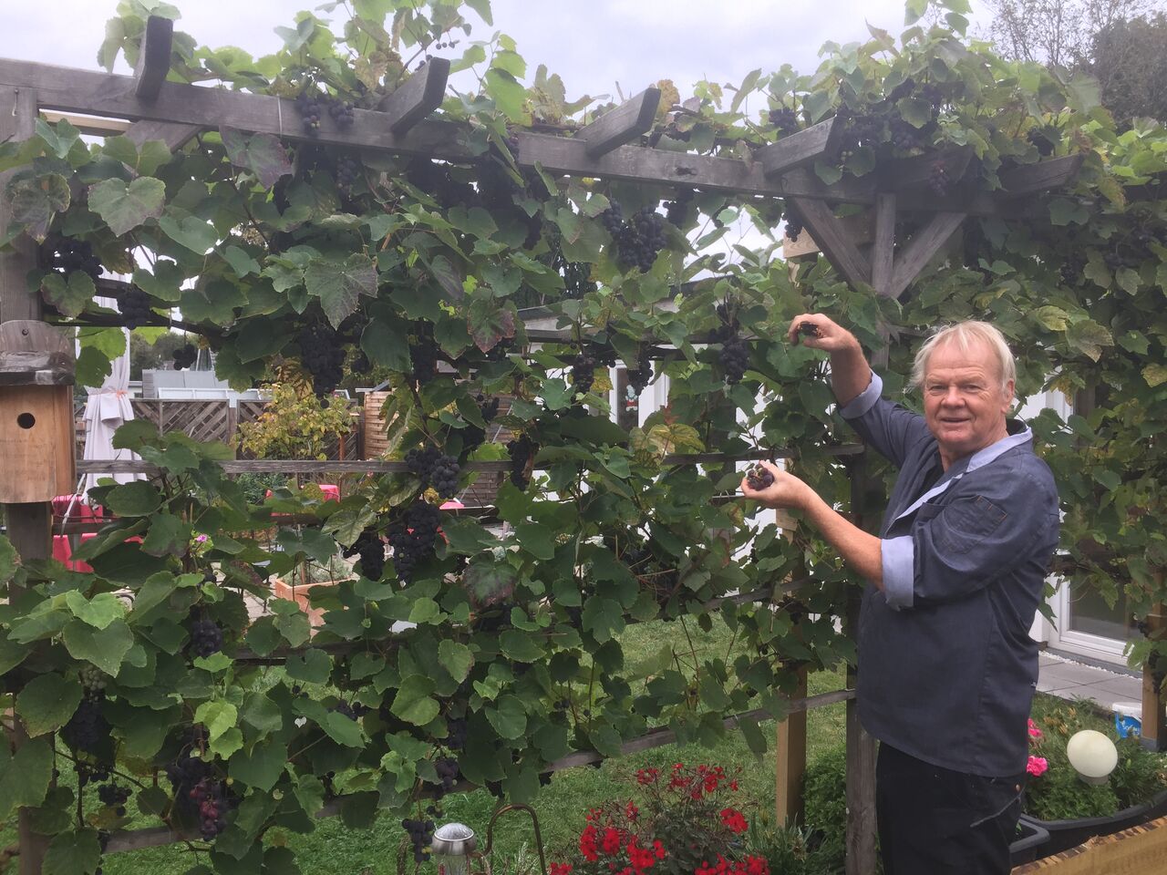 Weinernte in der Süßen Sünde