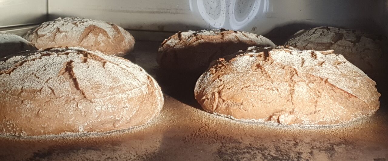 Seigle (cuisson en cours)