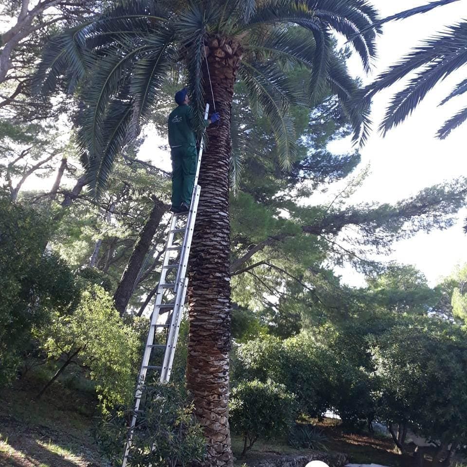 Rhynchophorus ferrugineus
Crvena palmina pipa