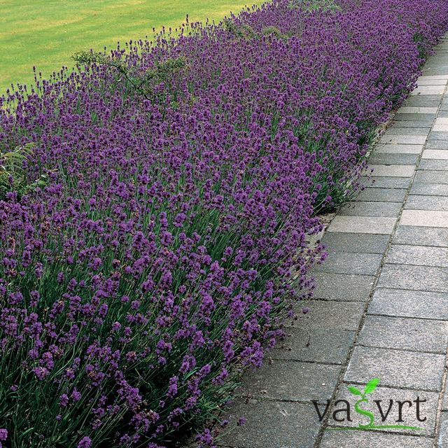Lavanda (Lavandula)