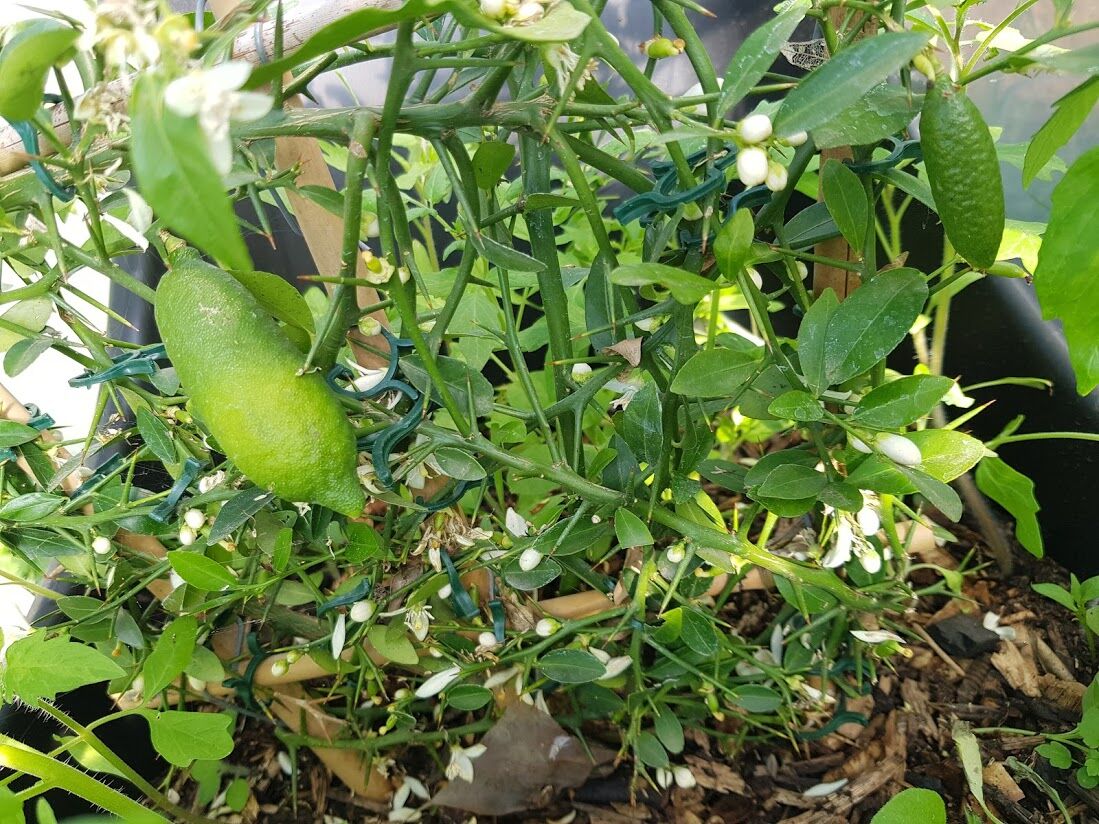 Citron caviar de notre jardin