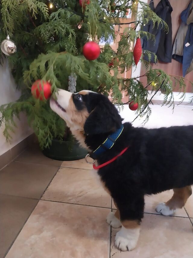Pejskové jsou u nás vítáni!