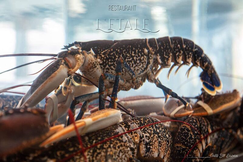 HOMARDS BLEU DU VIVIER 