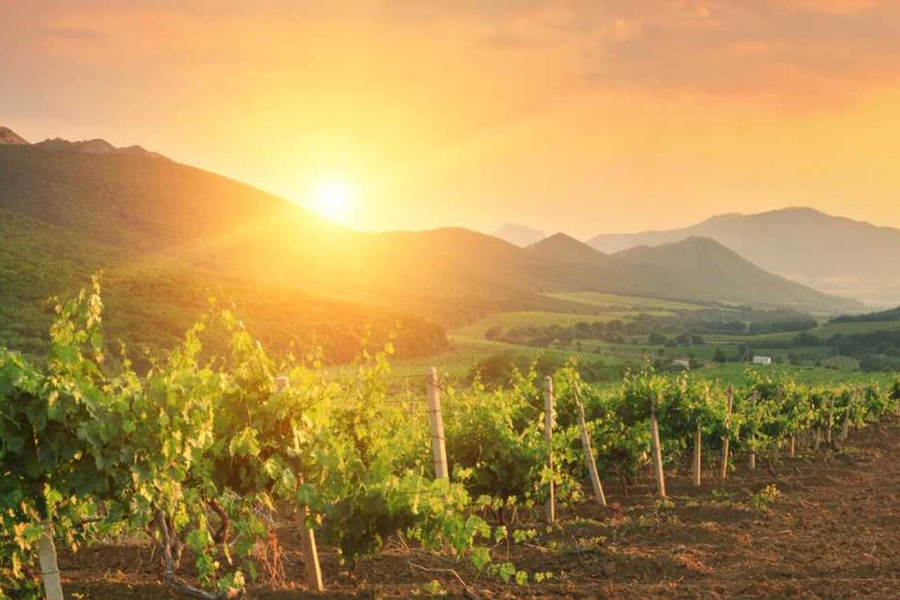 A l'origine, la Vigne